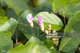 Image result for Canavalia ensiformis