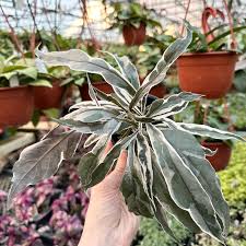 Image result for Pseuderanthemum