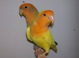 طيور الزينة كيفيه انتاج الاوبلاين روز pretty birds budgies rainbow badge