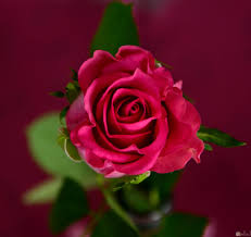 صورة وردة جميلة ورومانسية بأحلي الألوان