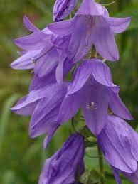 Anskupics Purple Flowers Pretty Flowers Beautiful Flowers