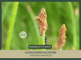 Image result for Eleocharis variegata