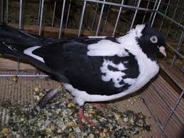 Karabas Guvercin Pigeon Animals Birds