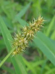 Image result for Carex steudneri
