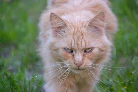 The best cat repellants should deter your felines from marking around the house or getting caught in unsafe areas. Homemade Cat Repellents Primrose Blog