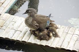 The mandarin duck is on the endangered species list. Cgtn On Twitter Newborn Mandarin Ducklings Swim And Cuddle With Their Mother Near West Lake In East China S Hangzhou City