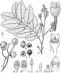 Image result for Burseraceae