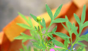 Kết quả hình ảnh cho bướm