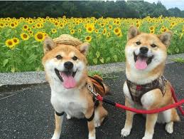 画像22 40 写真特集 世界中が胸キュン 柴犬親子 たま ミケ のかわいすぎる画像40連発 ウォーカープラス 可愛すぎる動物 柴犬 可愛い 動物