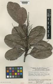 Image result for Ixonanthaceae