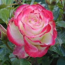 Buckthorn Variegated Flower Rose Best Flower Wallpaper