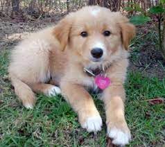 Golden Retriever Border Collie Mix Puppies For Sale Zoe Fans Blog Border Collie Mix Puppies Golden Retriever Mix Border Collie Puppies