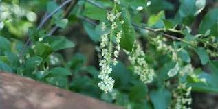 Pruning helps to attain a specific shape or size of the tree. Http Www Mysunnylawn Com A194684 Php