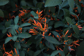 Image result for Justicia striolata