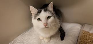 You can still apply for him/her, however, there is someone ahead of you that will have first opportunity to adopt. Waiting For Love One Senior Cat Gets A Home For Her Golden Years Aspca