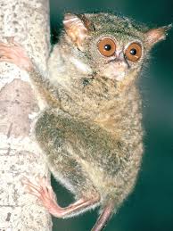 To connect with animals indonesia, log in or create an account. New Species Of Tarsiers Which May Have Inspired Yoda Were Discovered In Indonesia