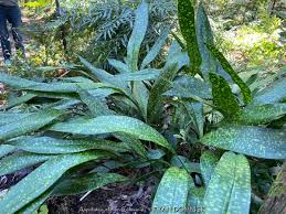 Image result for Aspidistra