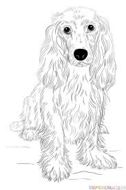 Black And White Springer Spaniel Cartoon How To Draw A Cocker Spaniel Step By Step Drawing Tutorials Dog Drawing Tutorial Spaniel Art Dog Drawing