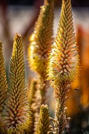 Image result for Aloe tauri