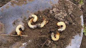 Denn die kleinen fliegen breiten sich rasant aus und bevölkern dann zu. Trauermucken In Zimmerpflanzen Bekampfen Gartengeheimnis At