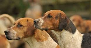 Black And Tan English Foxhound The Sixth Duke Hound Fox Hunting Terrier