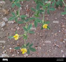 Image result for Stylosanthes fruticosa