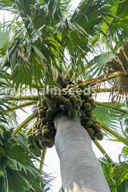 Image result for Borassus aethiopum