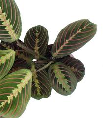 Typically, a traditional potting mix works fine, but you can make your own by combining two parts sphagnum peat moss, one part loamy soil, and one part perlite or coarse sand together. Prayer Plant Leaves Turning Yellow Osera