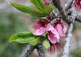 Image result for Prunus persica