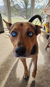 Not in the usual habitat, this one was walking unaided not a poverty prop  in sight