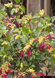 Image result for Satyrium buchananii