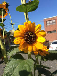 And if they droop leaves, then you may be under watering the plant. Green City Growers Making The Most Out Of Sunflowers