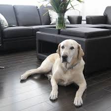 With pets in the home, this becomes even more important, because pets are just as hard, if not harder, than people on flooring considering installing new carpet on family room and upstairs bedrooms. What Is The Best Wood Floor For Kids And Pets Eagle Creek Floors