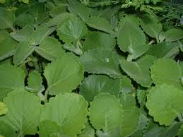 Image result for Coleus amboinicus