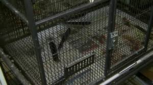 Maybe you would like to learn more about one of these? I M Very Heartbroken 50 Birds Two Monkeys Stolen From Kissimmee Exotic Pet Store