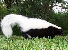 What Is The Best Housing For A Pet Skunk Skunk Pet Baby Skunks Skunk
