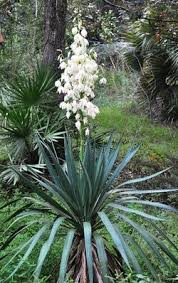 Pin By Carey Dodson On Resource Images Yucca Growing Flowers Plants