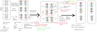 We did not find results for: Genotypes In Diploid Haploid Cells Under Mitotic Meotic Cell Divisions Biology Stack Exchange