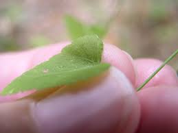 Image result for Tragia brevipes