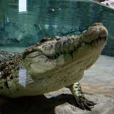 Какого цвета крокодил