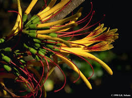 Image result for Loranthaceae