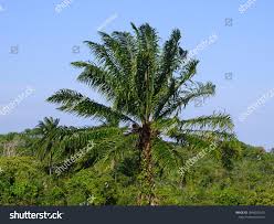 Image result for Elaeis guineensis