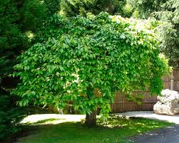 A phenomenal front yard specimen tree with a graceful, weeping habit of growth, clouds of double deep pink flowers in spring before the leaves, colorful bark and good fall color; Prunus Subhirtella Pendula Rosea Gardensonline