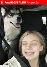 Lost/Found Pets in Cobb County