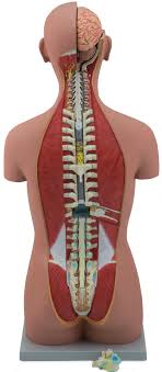 Unlabeled muscular system front and back. Http Www Altayscientific Com Uploads Catalog Anatomy And Biology Catalog Pdf