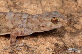 With over 4,800 cryptocurrencies and over 330 exchanges tracked, coingecko has one of the most comprehensive cryptocurrency databases in the world. Pachydactylus Haackei Haacks Gecko