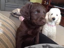 Adopt your own pup today! Labradoodle Puppies For Sale In Denton Texas Classified Americanlisted Com