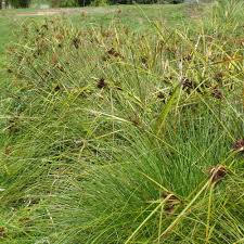 Image result for Cyperus costatus