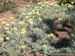 Image result for Arctotis