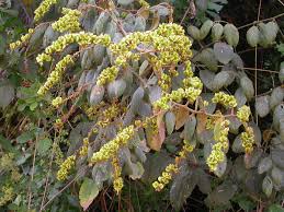 Image result for Gouania